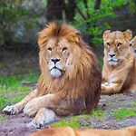 Luxuszelt Im Serengeti Park