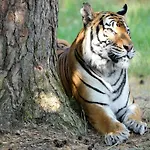 펜션 Luxuszelt Im Serengeti Park 호덴하겐