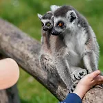 Luxuszelt Im Serengeti Park 펜션