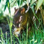 Luxuszelt Im Serengeti Park 펜션 호덴하겐