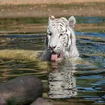 Luxuszelt Im Serengeti Park 펜션 호덴하겐