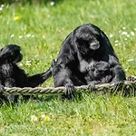 Luxuszelt Im Serengeti Park
