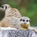 Luxuszelt Im Serengeti Park