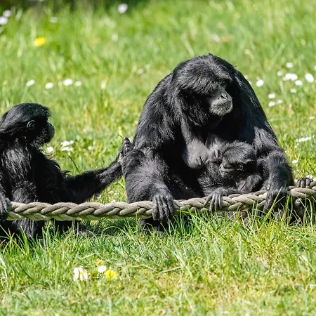 Luxuszelt Im Serengeti Park *