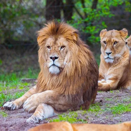 Luxuszelt Im Serengeti Park