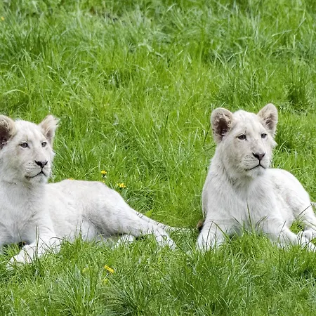Prázdninový dům Luxuszelt Im Serengeti Park