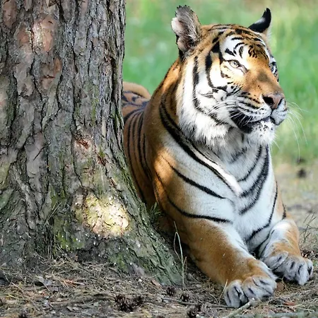 Prázdninový dům Luxuszelt Im Serengeti Park Hodenhagen