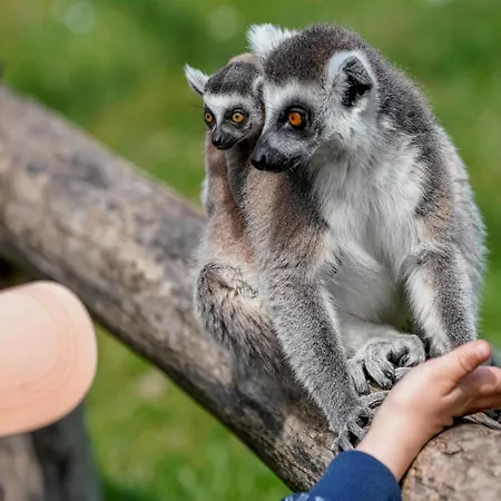Luxuszelt Im Serengeti Park בית נופש