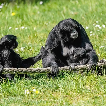 Prázdninový dům Luxuszelt Im Serengeti Park *