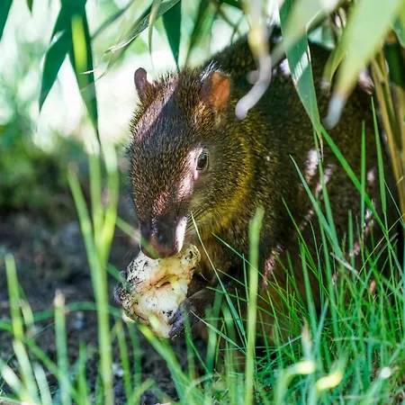 Luxuszelt Im Serengeti Park Prázdninový dům Hodenhagen