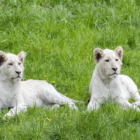 Luxuszelt Im Serengeti Park * הודנהאגן