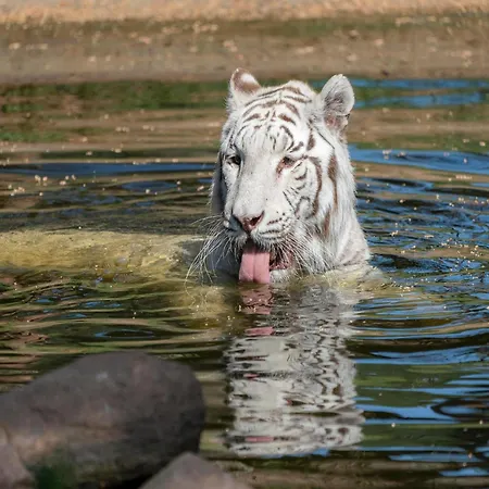 Luxuszelt Im Serengeti Park Prázdninový dům Hodenhagen