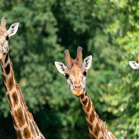 Prázdninový dům Luxuszelt Im Serengeti Park *