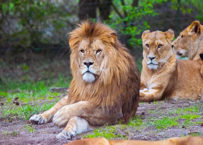 Luxuszelt Im Serengeti Park 別荘