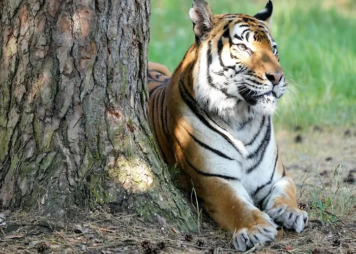 Casa de Férias Luxuszelt Im Serengeti Park *