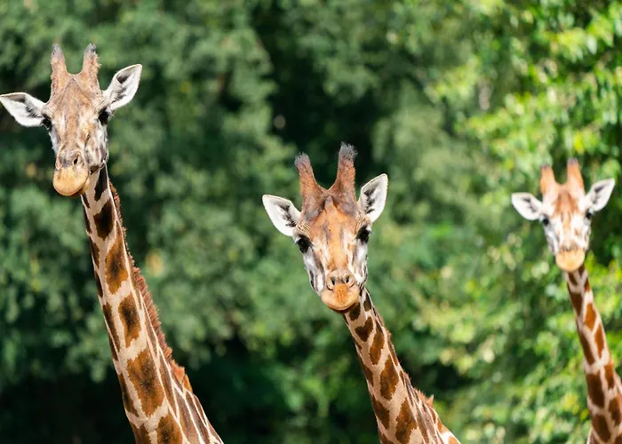 Luxuszelt Im Serengeti Park Casa de Férias Hodenhagen