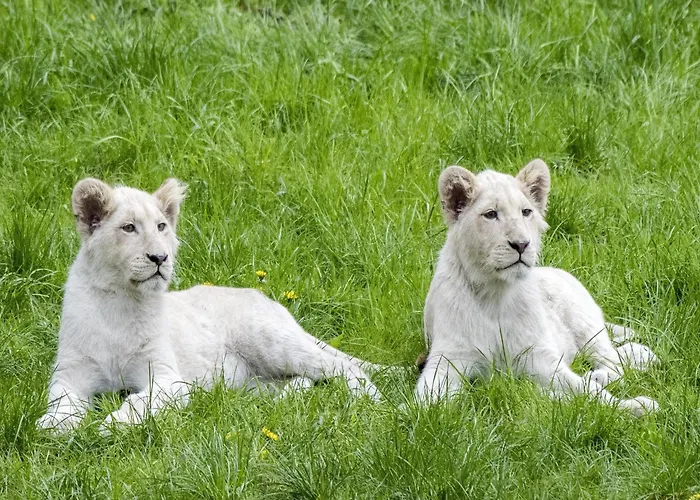 Feriehus Luxuszelt Im Serengeti Park