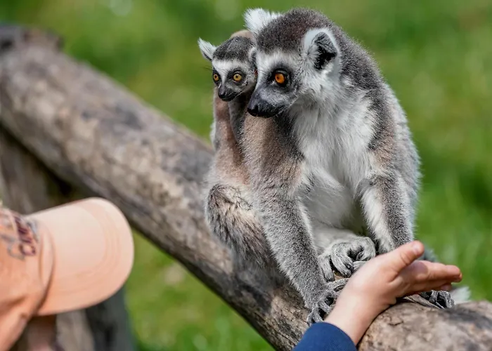 Luxuszelt Im Serengeti Park Feriehus