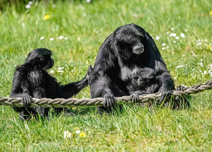 Feriehus Luxuszelt Im Serengeti Park *