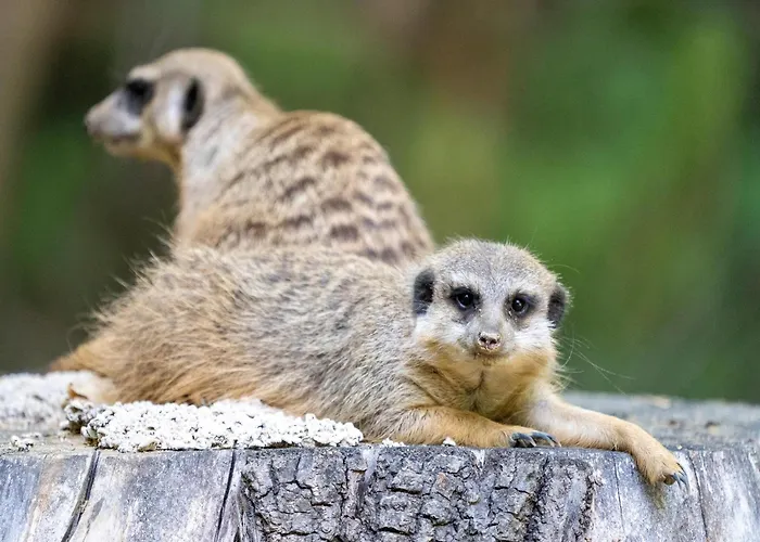 Feriehus Luxuszelt Im Serengeti Park Hodenhagen