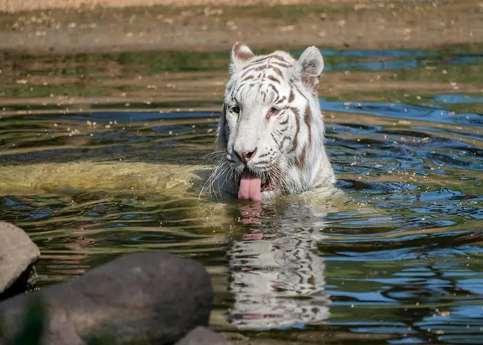 Luxuszelt Im Serengeti Park Feriehus Hodenhagen