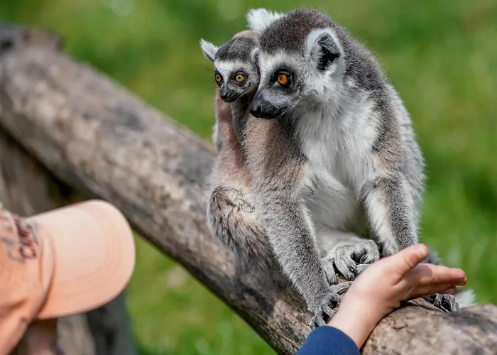 Luxuszelt Im Serengeti Park Feriehus