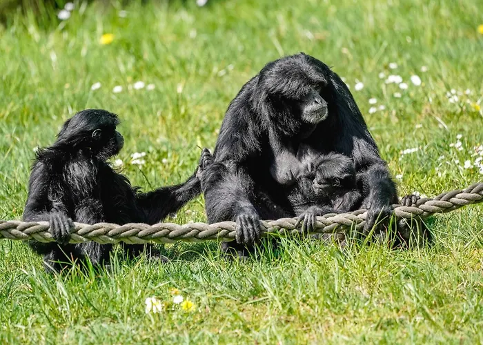 Luxuszelt Im Serengeti Park